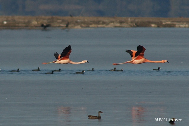 Flamingos