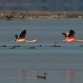 Flamingos