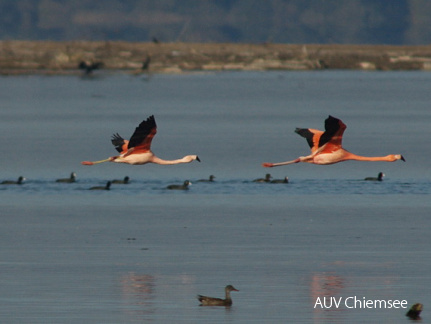 Flamingos