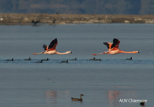 Flamingos