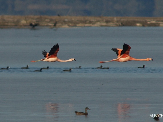 Flamingos