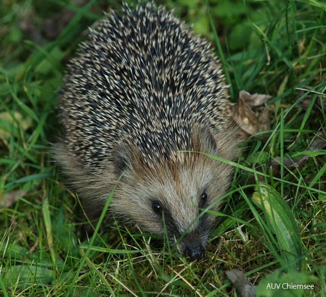 Igel