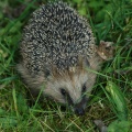 Igel