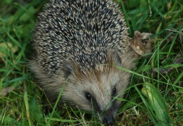 Igel