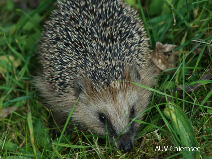 Igel