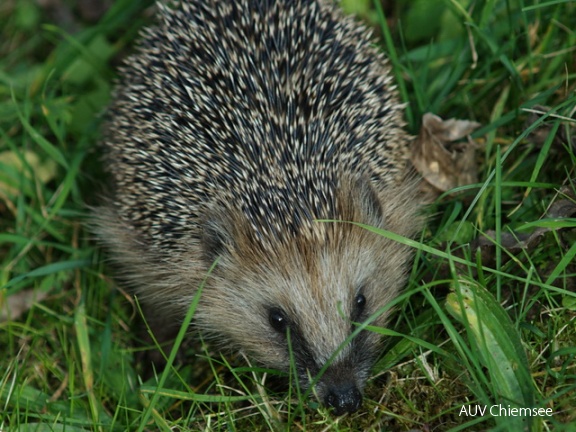 Igel