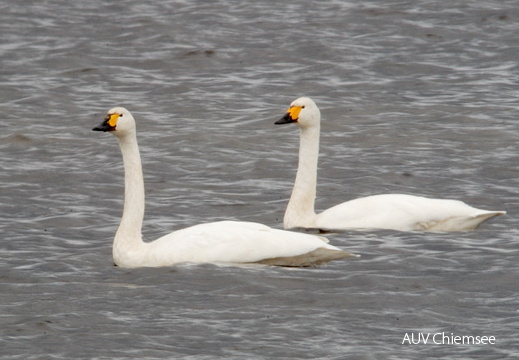Zwergschwan