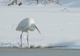 Winter am Chiemsee