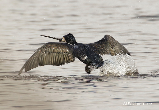 Kormoran
