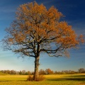 Herbstfärbung