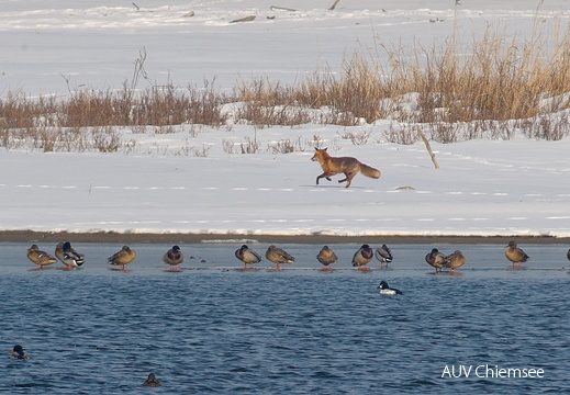 Fuchs