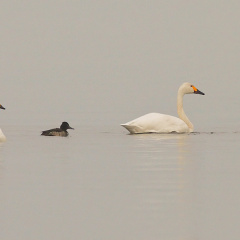 Zwergschwan Pärchen