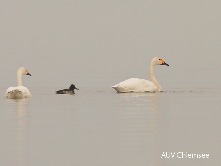 Zwergschwan Pärchen