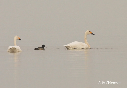 Zwergschwan Pärchen