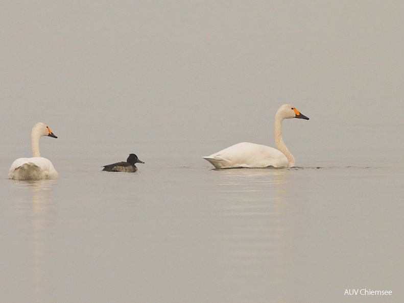 Zwergschwan Pärchen