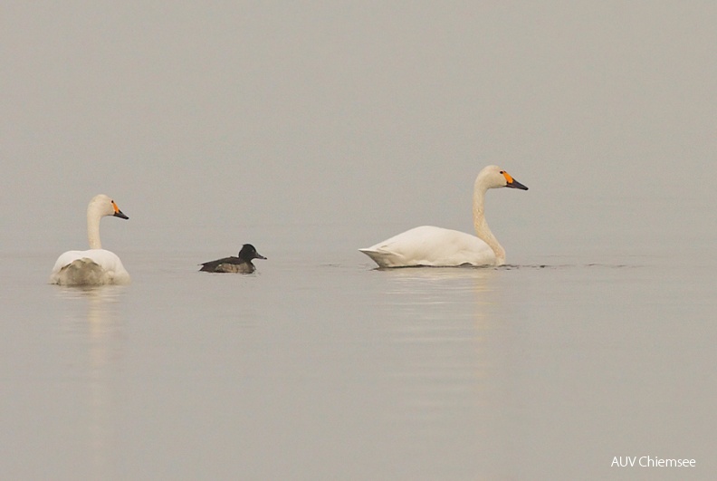 Die Art ist in Bayern nach wie vor ziemlich selten.<br />
am Chiemseerundweg zwischen Chieming und Seebruck / 3.01.2011<br />
Foto: Michael Manitz TiW-VoBe-110103-mm-Zwergschwan_037_Manitz.jpg