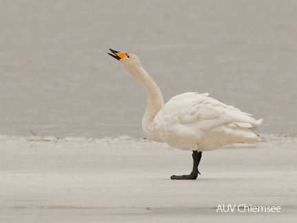 Singschwan (Fotoserie)