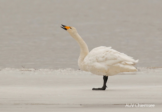 Singschwan (Fotoserie)