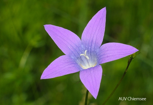 Glockenblume