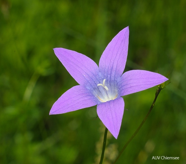 Glockenblume