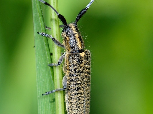 Distelbockkäfer