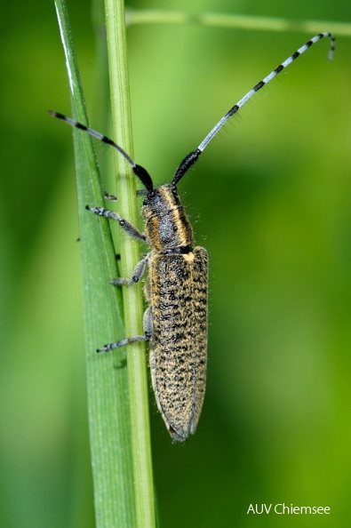 AktNatBeo-100612-jz-Distelbock_Agapanthia_villosoviridescens_JZI_9536.jpg