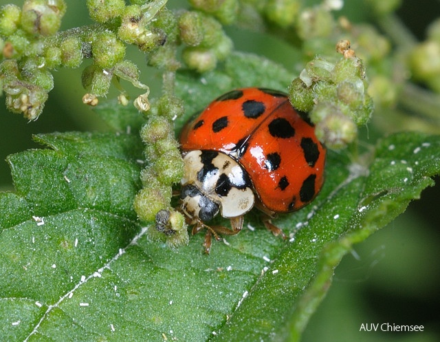 Asiatischer Marienkäfer