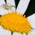 veränderliche Krabbenspinne