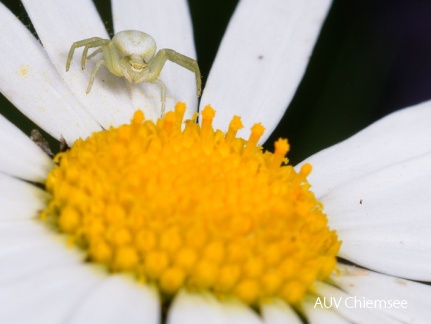 veränderliche Krabbenspinne