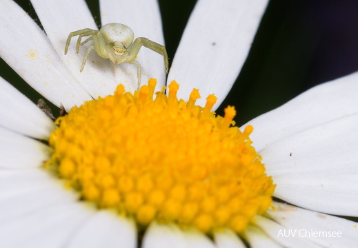 veränderliche Krabbenspinne