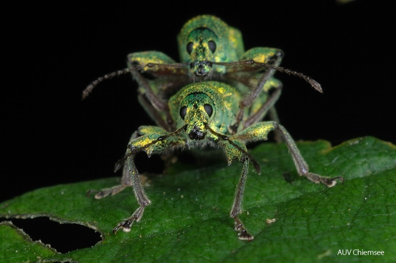 AktNatBeo-100613-jz-Silberner_Gruenruessler_Phyllobius_argentatus_JZI_9553.jpg