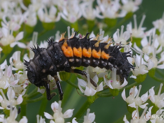 Asiatischer Marienkäfer - Larve