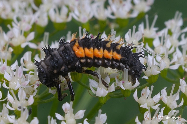 Asiatischer Marienkäfer - Larve