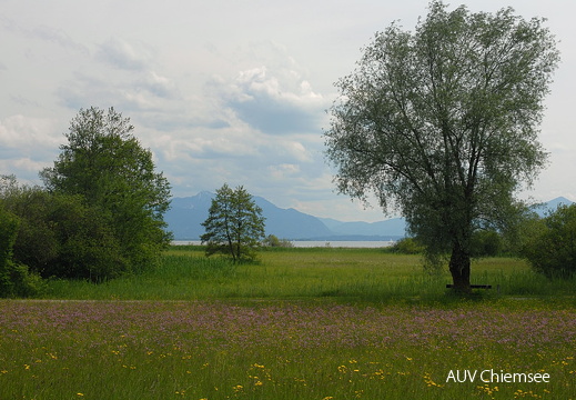 Feuchtwiesen bei Seebruck