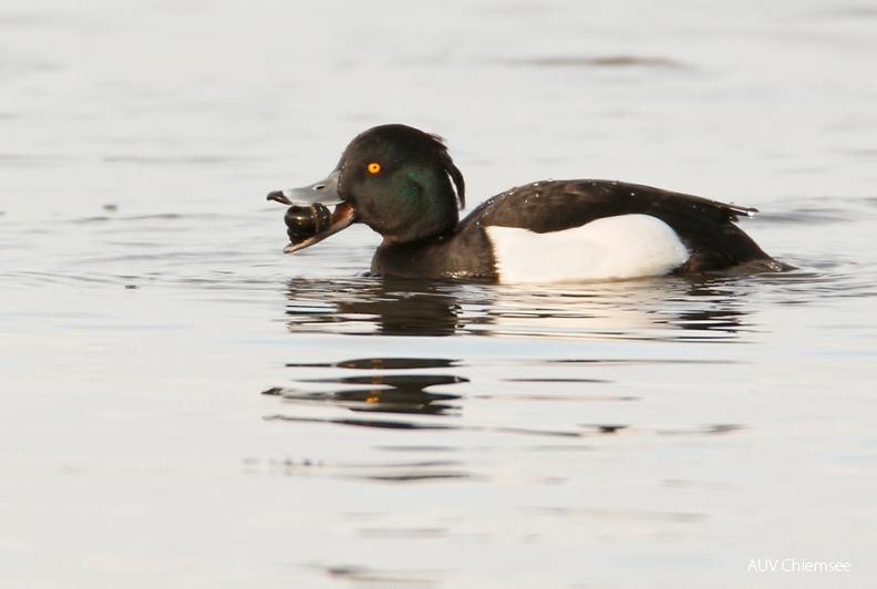 … zum ersten Mal habe ich auch einen Reiherenten- Erpel nach Wasserschnecken tauchen gesehen, ansonsten sind es nur die Weiblein … aber er tat sich so ziemlich schwer dabei, könnte eine Menge von den Weiblein lernen – die sind Spitze darin … <br />
am Beobachtungsturm Hirschauer Bucht / 18.01.2011<br />
Foto: Michael Manitz TiW-VoBe-110118-mm-Reiherente_211_Manitz.jpg