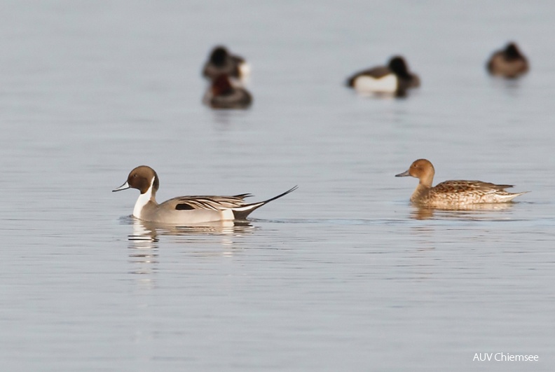 ... weiter hinten schwamm ein Spießenten-Paar vorbei <br />
am Beobachtungsturm Hirschauer Bucht / 18.01.2011<br />
Foto: Michael Manitz TiW-VoBe-110118-mm-Spie__ente-Paar_051_Manitz.jpg