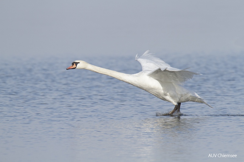 Höckerschwan