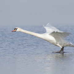 Höckerschwan