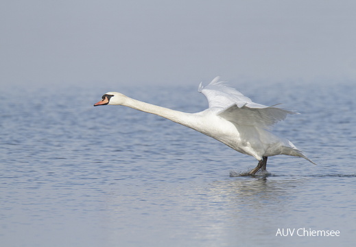 Höckerschwan