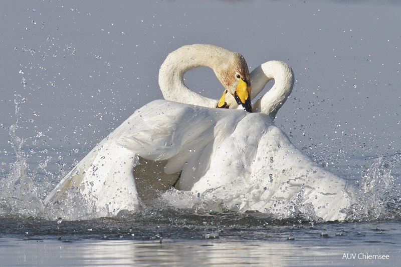 Sing- und Zwergschwan Schwanenkampf -1-