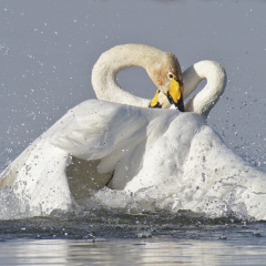 Sing- und Zwergschwan Schwanenkampf -1-