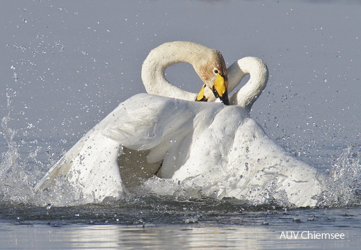 Sing- und Zwergschwan Schwanenkampf -1-