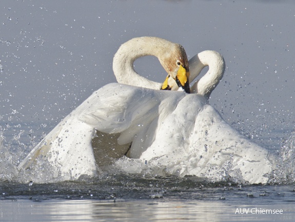 Sing- und Zwergschwan Schwanenkampf -1-