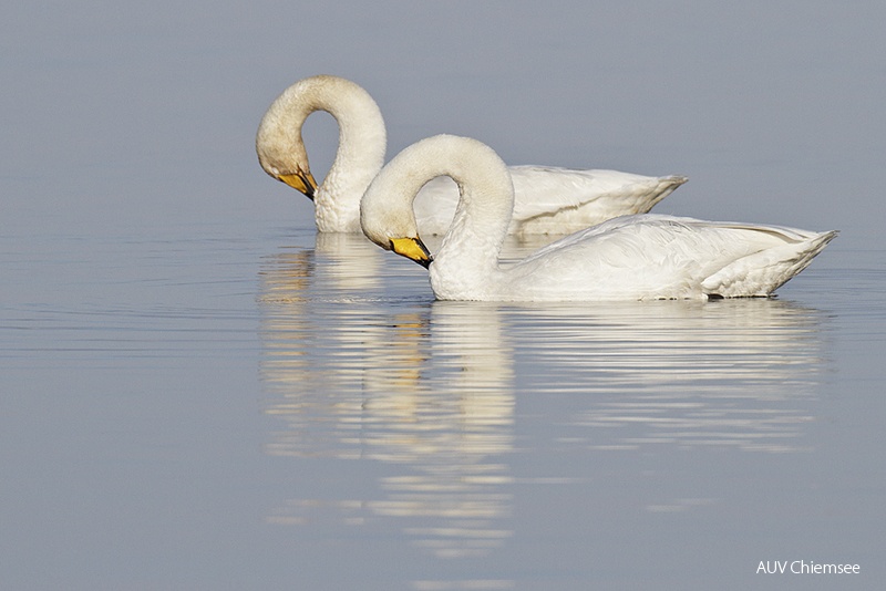 Singschwan (Fotoserie)