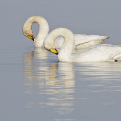 Singschwan (Fotoserie)