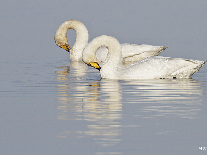 Singschwan (Fotoserie)