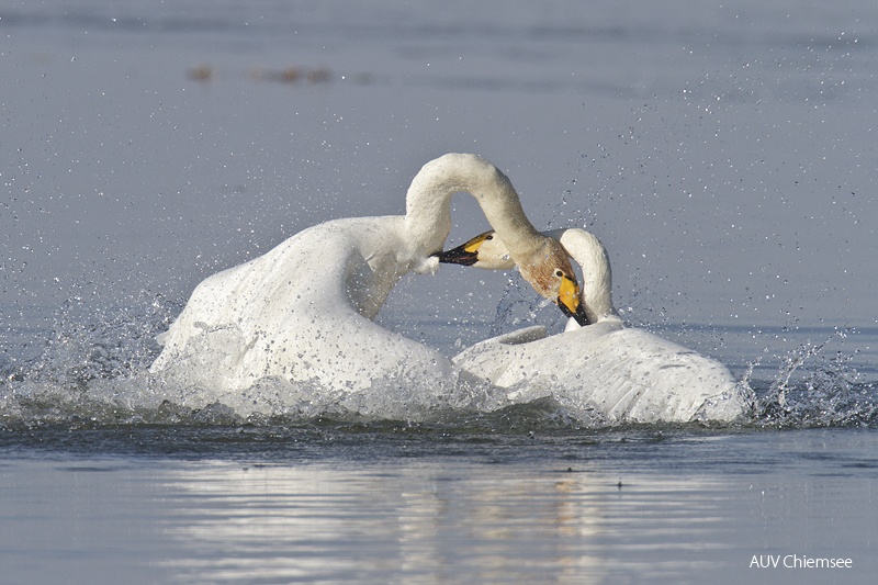 Sing- und Zwergschwan Schwanenkampf -2-