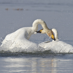 Sing- und Zwergschwan Schwanenkampf -2-