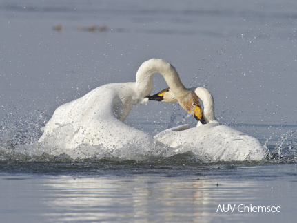 Sing- und Zwergschwan Schwanenkampf -2-