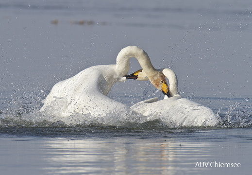 Sing- und Zwergschwan Schwanenkampf -2-